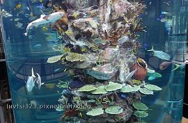 江南 POSCO Aquarium 水族館 免費參觀