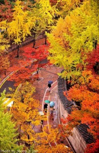 首爾市的楓葉紅了呦！