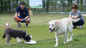 首爾市於波拉美公園設置西南地區第一個「寵物犬遊戲區」