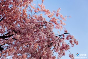 松坡渡口公園的櫻花