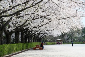 4月8日起首爾大公園櫻花慶典熱鬧展開