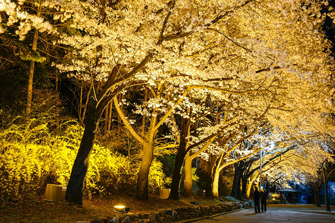 4月8日起首爾大公園櫻花慶典熱鬧展開
