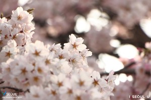 國立首爾顯忠院 枝垂櫻花