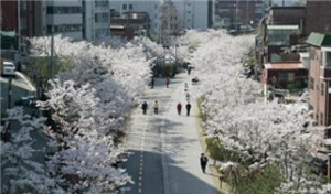 首爾的「180條美麗春花道」