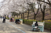 首爾大公園櫻花慶典