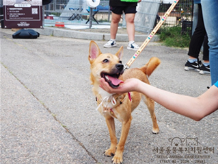 首爾市舉辦「和小狗一同秋季郊遊趣」