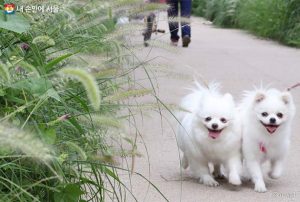 首爾市推動「寵物犬內置晶片」動物登記制度