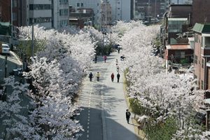 首爾市介紹160條美麗春花道