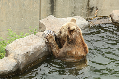 歐洲棕熊吃冰塊