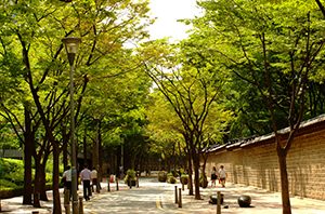 首爾市精選出220條市中心夏日綠蔭路