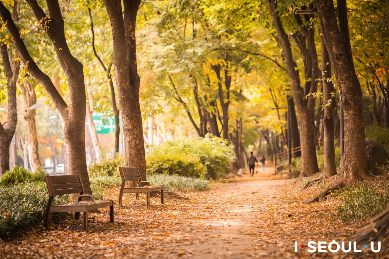 松亭堤防街鋪滿落葉的散步道與空蕩蕩的木長椅