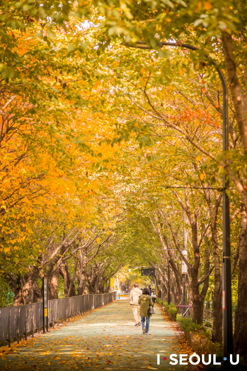 五顏六色的茂密樹葉下，走在松亭堤防街上的人們