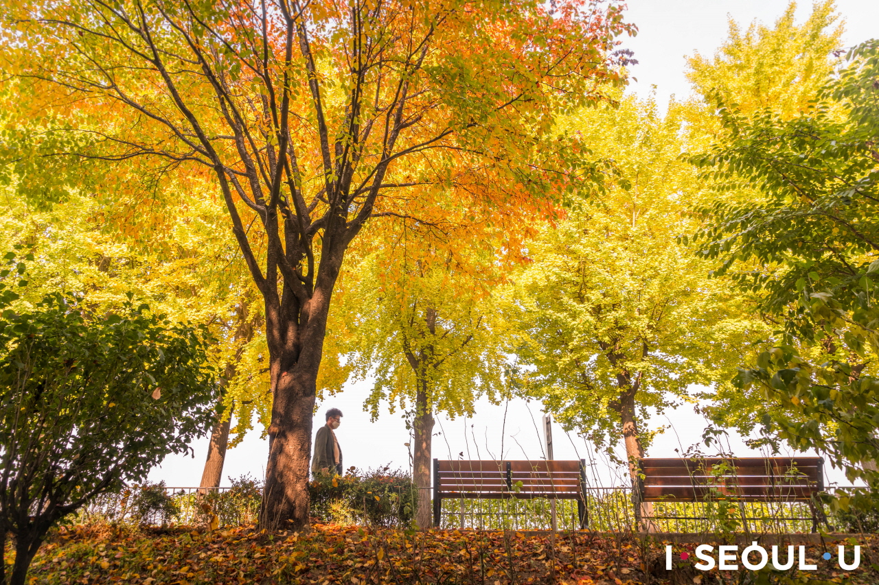 滿是落葉的樹下，空著的松亭堤防街長椅