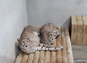 首爾大公園迎接獵豹新成員，贈日獅子生寶寶