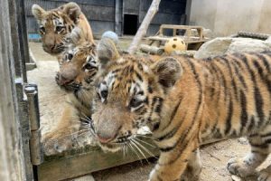 首爾大公園首次公開具國際血統之西伯利亞虎寶寶三胞胎