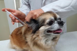首爾市弱勢群體寵物診療費補助，從「社區動物醫院」開跑