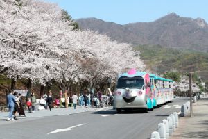 一起漫步在櫻花紛飛的道路吧「首爾大公園櫻花慶典」