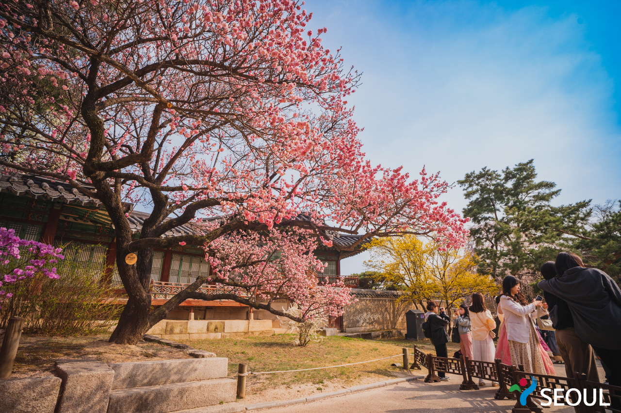 在櫻花樹下拍照的市民們