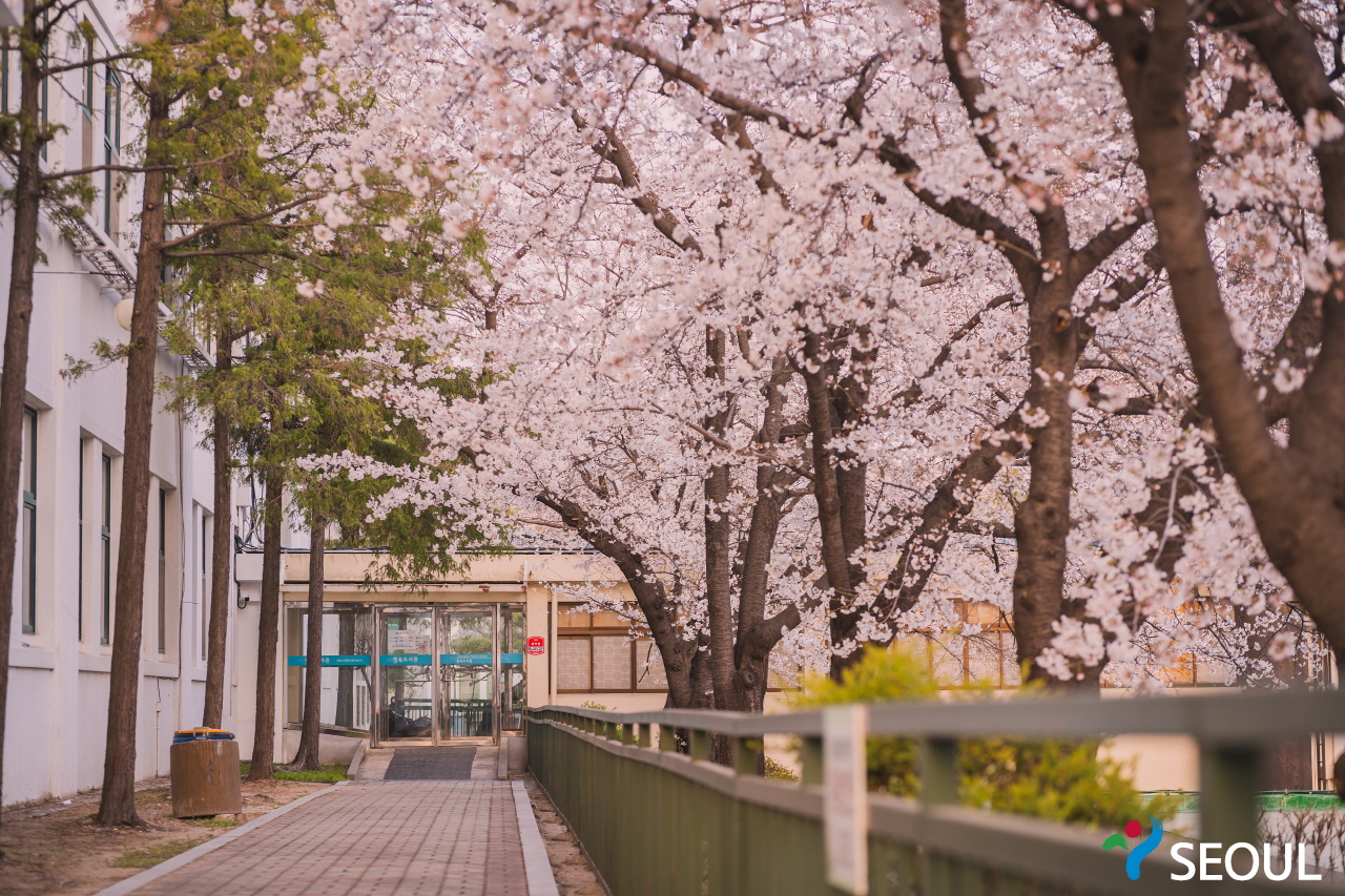 精讀圖書館櫻花樹照片