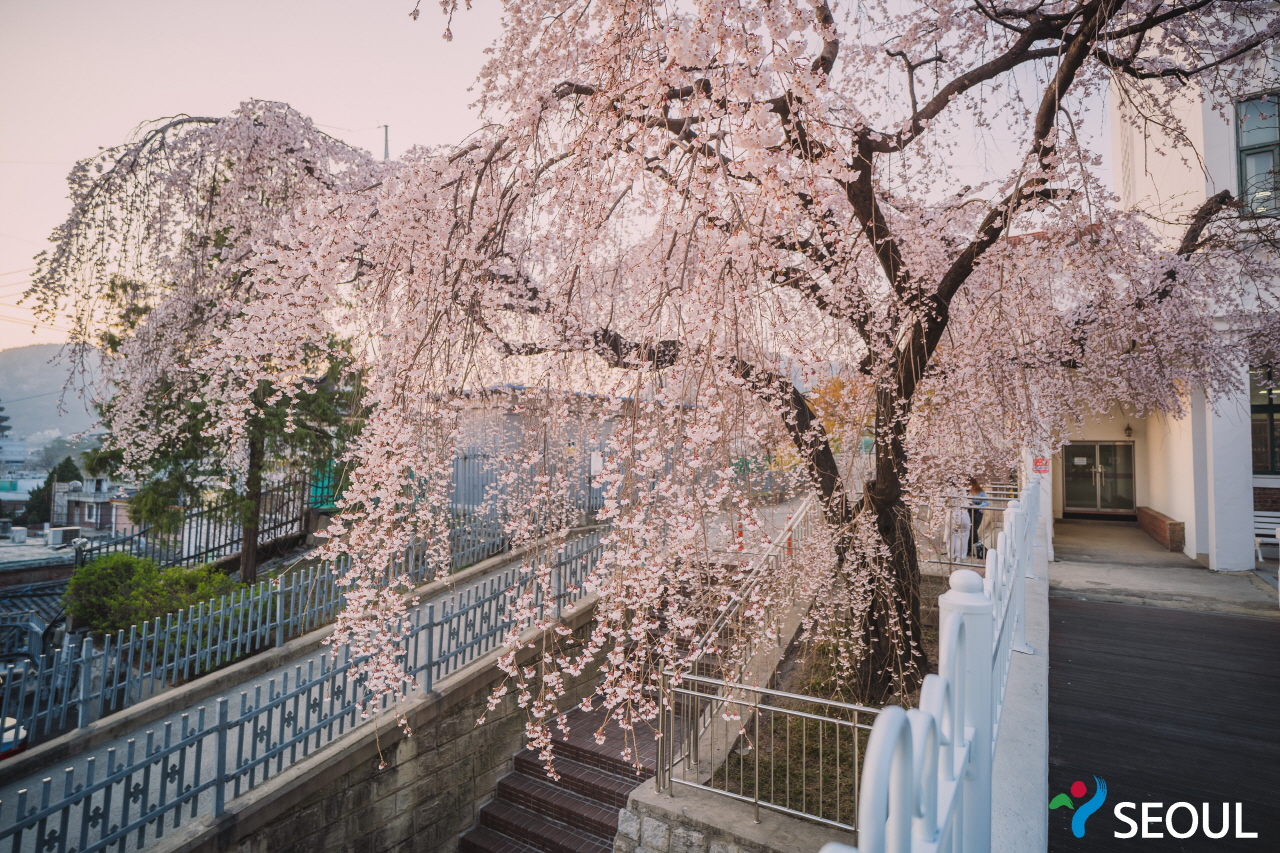 精讀圖書館櫻花樹照片2