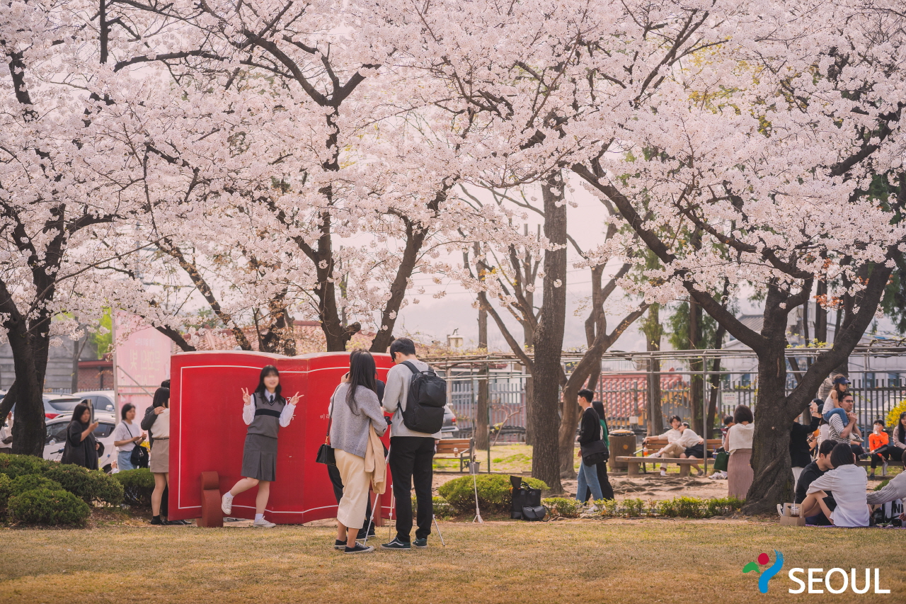 正在精讀圖書館櫻花樹下拍攝的市民們
