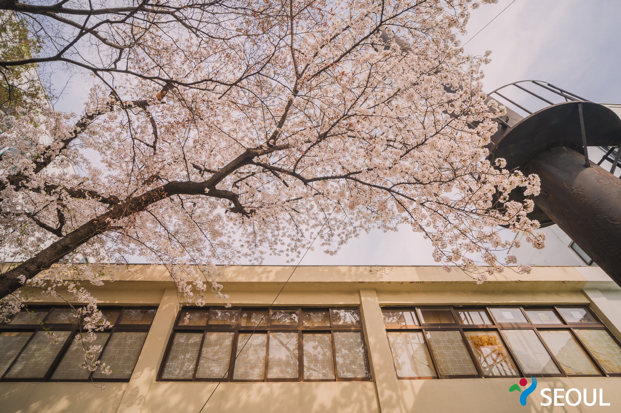 精讀圖書館櫻花樹照片5