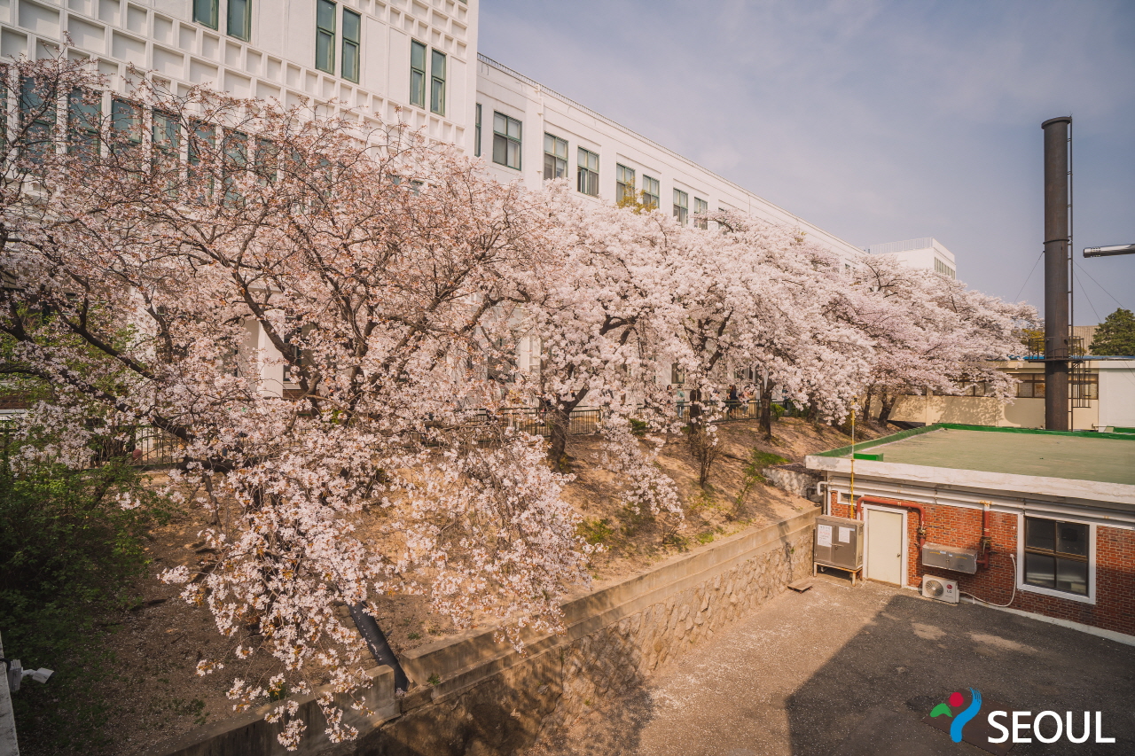 精讀圖書館櫻花樹照片6