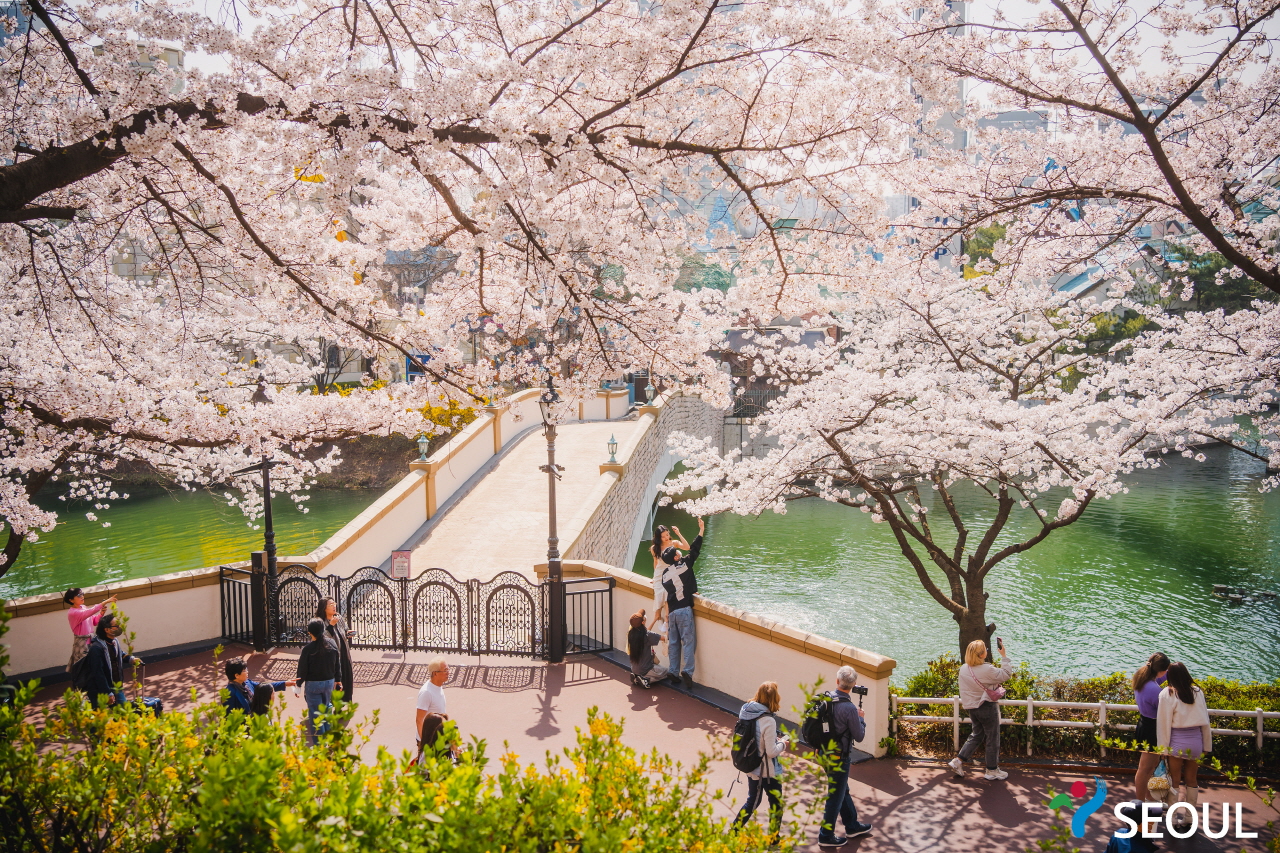 在櫻花樹下拍照的市民們