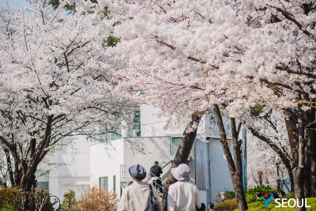 在櫻花樹下散步的市民們