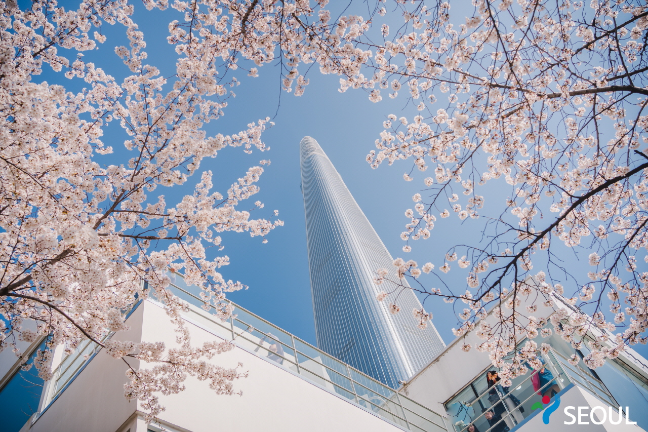 從櫻花樹後面看到的樂天塔