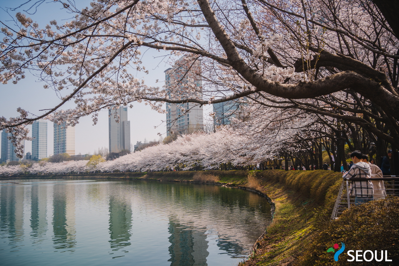 充滿櫻花樹的散步路