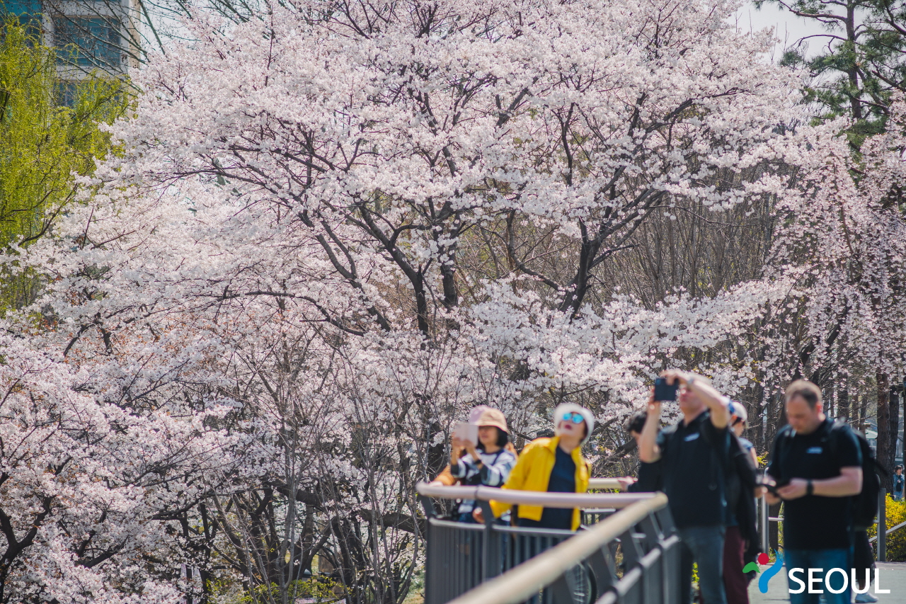 正在拍攝櫻花的市民們