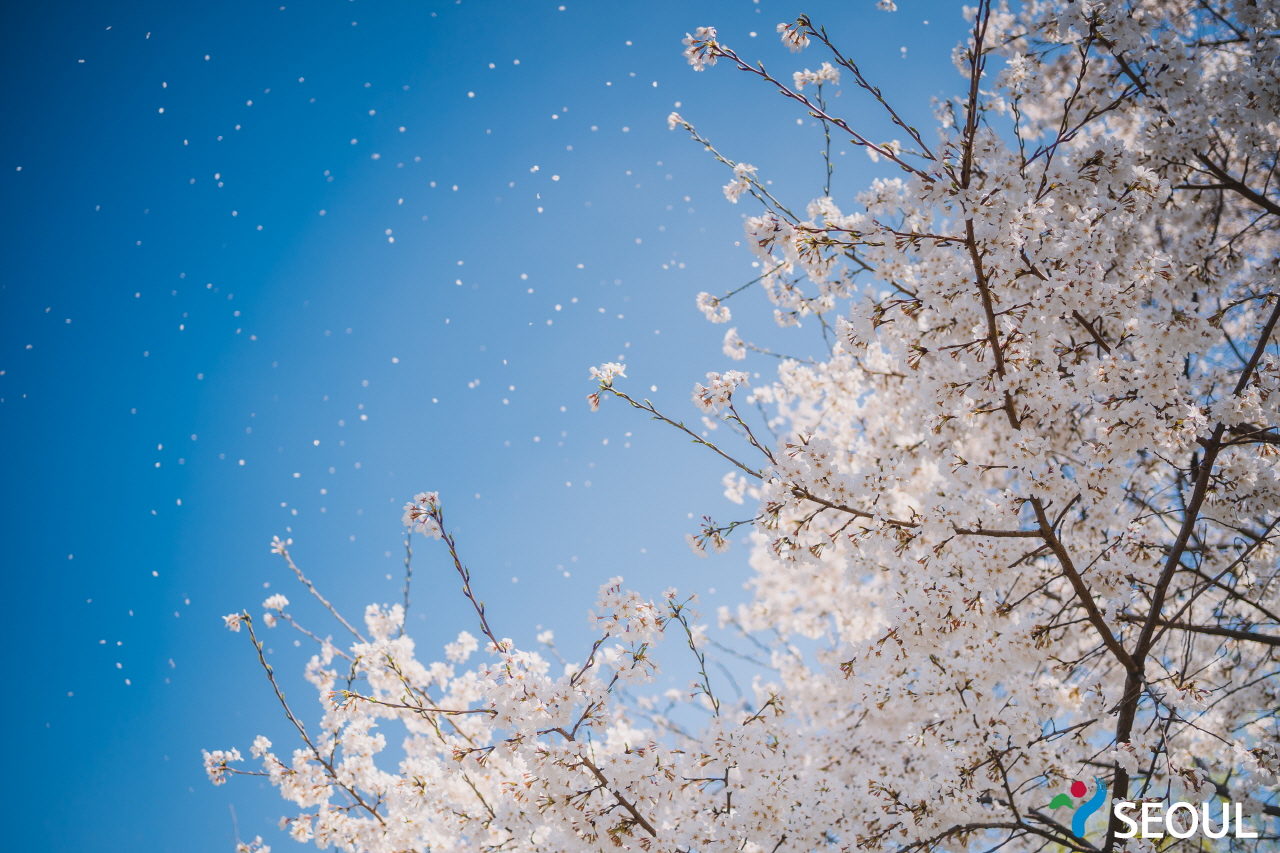 櫻花葉隨風飄揚的照片