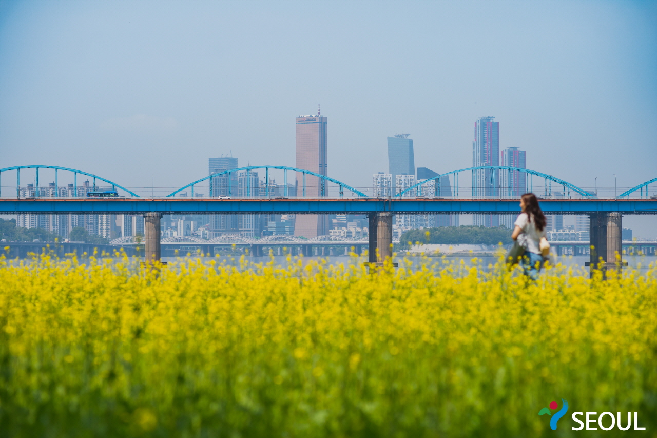 黃色油菜花、漢江和建築物