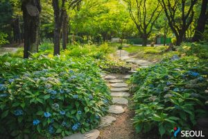 適合悠然漫步的庭園，首爾林繡球路