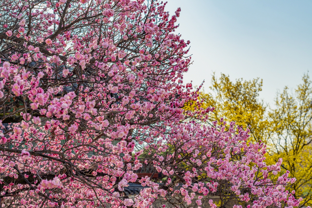 一張風景照片，天空下有粉紅色和黃色的開花樹木。