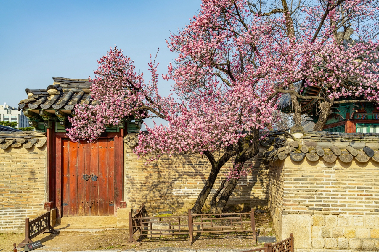 門和傳統牆樹的照片，旁邊有一棵粉紅色的花樹