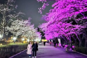 準備迎接春天，四月首週請享受「首爾大公園櫻花慶典」