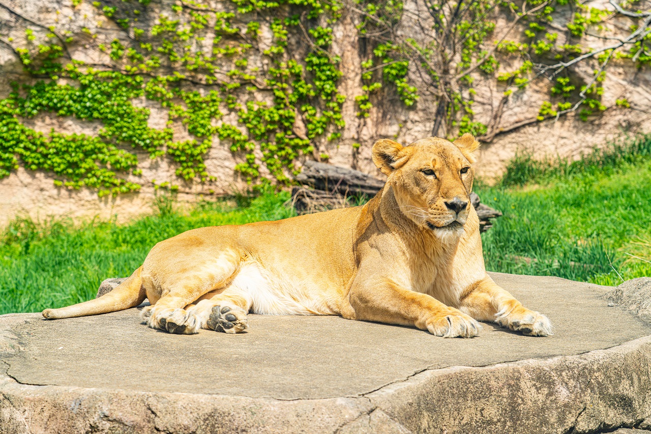 一隻母獅坐在岩石上的照片.