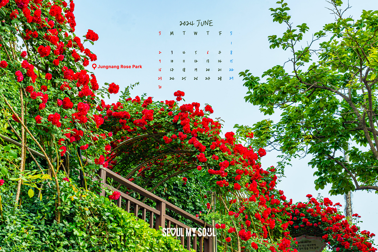 以中浪玫瑰公園的紅玫瑰拱爲背景的日曆圖片