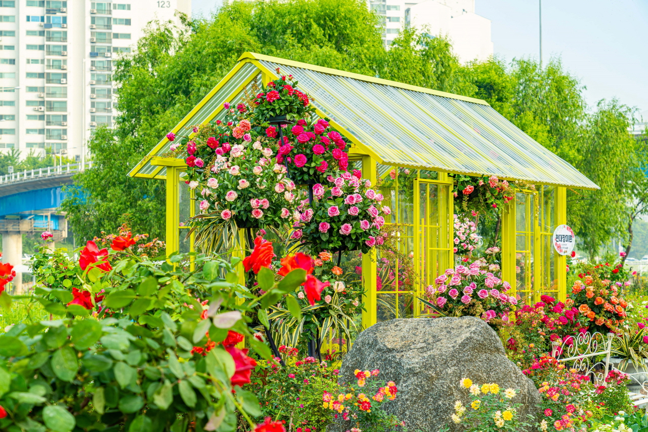 一張圍繞中浪玫瑰公園黃色溫室的粉紅色和紅色的玫瑰照片.