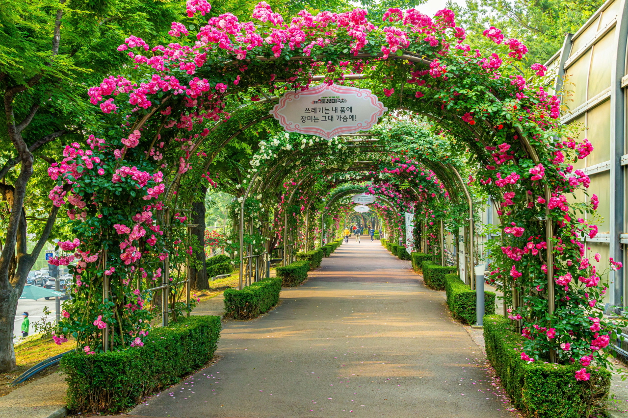 一張用中浪玫瑰公園粉紅玫瑰拱門裝飾的散步小道照片.