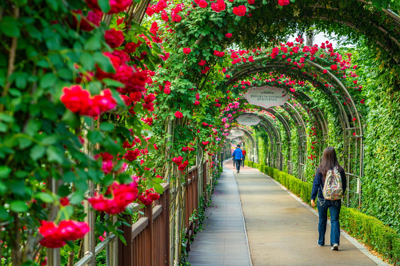 一張用中浪玫瑰公園的紅玫瑰拱門裝飾的步行街照片.