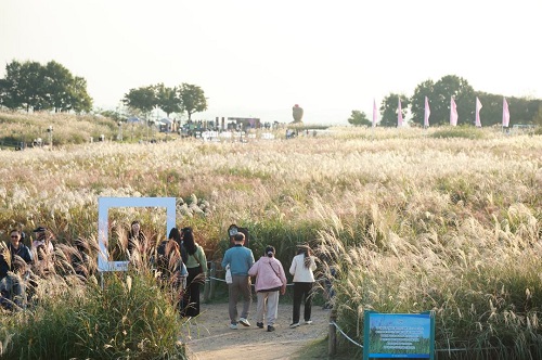 天空公園紫芒（2）