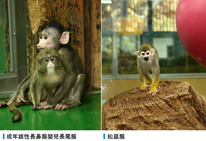 成年雄性長鼻猴嬰兒長尾猴, 松鼠猴