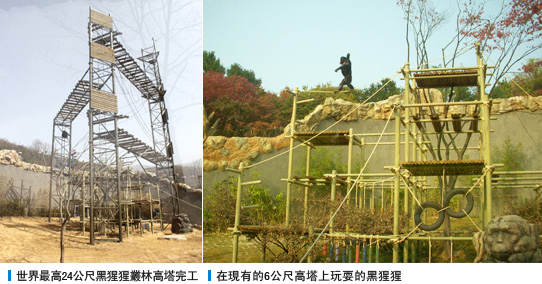 世界最高24公尺黑猩猩叢林高塔完工, 在現有的6公尺高塔上玩耍的黑猩猩