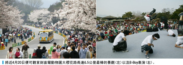 將近4月20日便可觀賞到首爾動物園大櫻花路長達6.5公里最棒的景觀(左)以及B-Boy表演(右)。