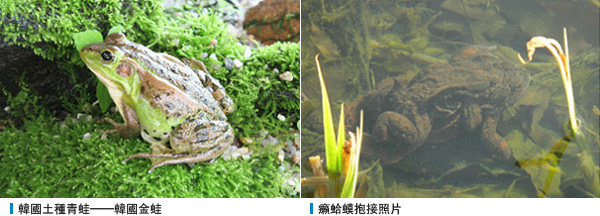 韓國土種青蛙──韓國金蛙, 癩蛤蟆抱接照片