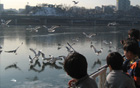在漢江搭遊船看冬候鳥