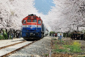 春花主題觀光列車